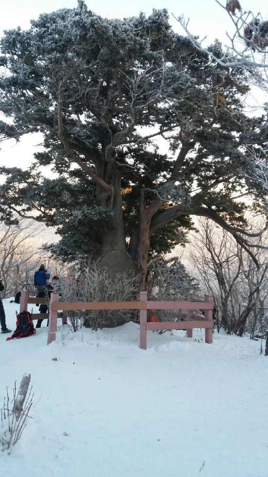살아천년 죽어천년 주목